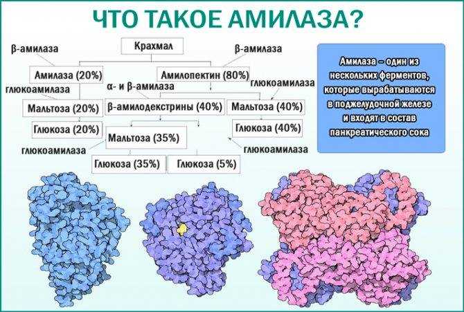 Что такое амилаза и какая её роль в организме?