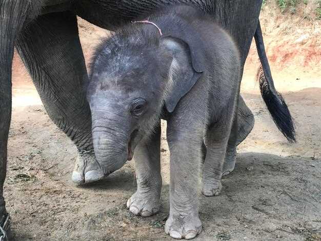 Как определять сроки беременности по поведению и физическим признакам