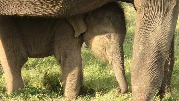 Какие признаки свидетельствуют о скорых родах и как подготовиться