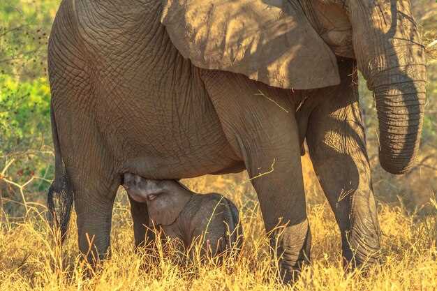 Фазы и продолжительность беременности слона: что необходимо понимать