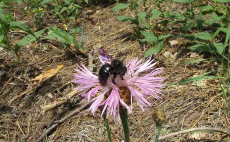 Особенности