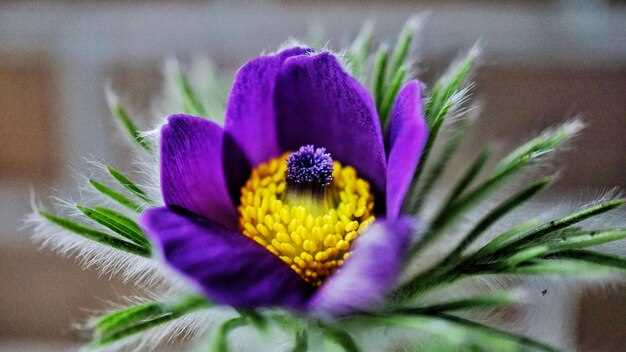 Истоки и этимология имени Виолетта