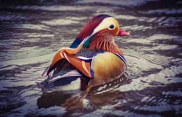 Практические ситуации и индивидуальное толкование сна с уткой