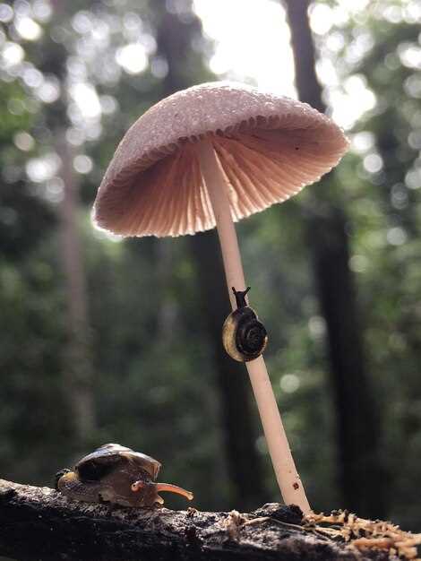 Контекст и обстоятельства появления грибов: что важнее для интерпретации