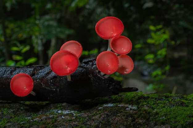Что означают разные виды грибов в сновидениях