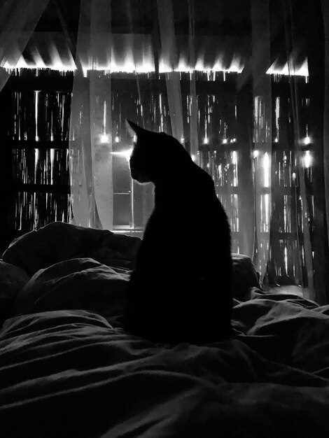 Толкование образа кота в сновидениях для мужчин: что означает его появление?