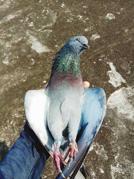 Появление голубей в ночных грезах и их связь с личными отношениями