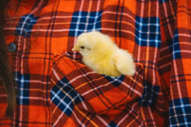 Значение поведения цыплят – спокойные или активные