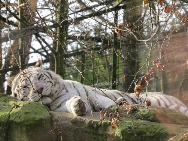 Практические ситуации и сценарии сновидений о тиграх