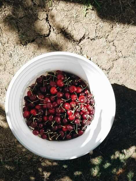 Выбор и сбор ягод терновника для виноделия