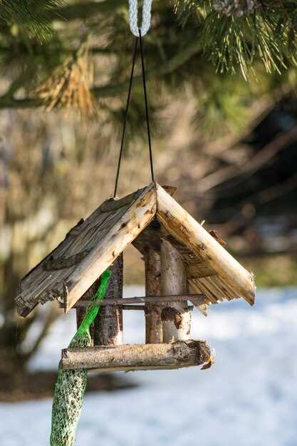 Выбор места для крепления кормушки перед выходом на прогулку