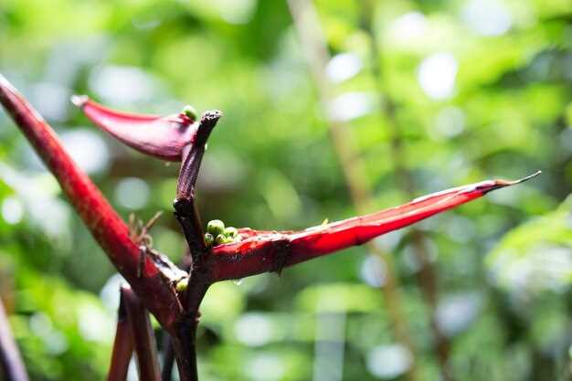 Способы употребления и их влияние на результат