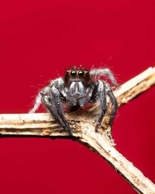 Толкование образа красного паука в снах: практические аспекты и нюансы