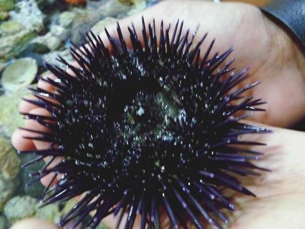 Минеральные вещества: поддержка иммунитета и обмена веществ