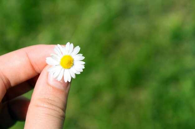 Консультация с врачом перед использованием ромашки