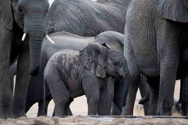 Погодные условия и сезонные изменения в периоде вынашивания