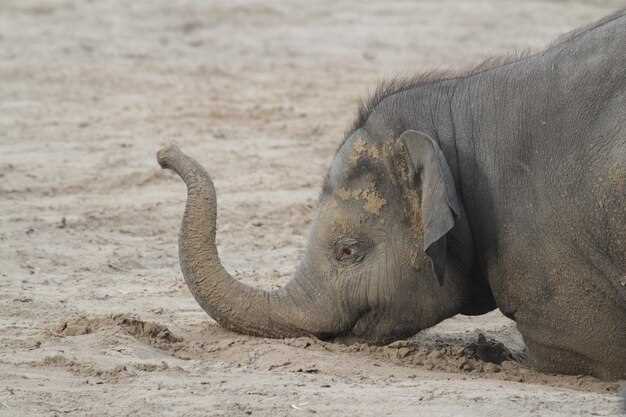 Различия между видами слонов и их сроки вынашивания