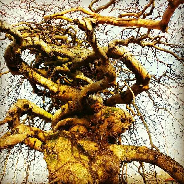 Лингвистические корни и развитие в разных языках