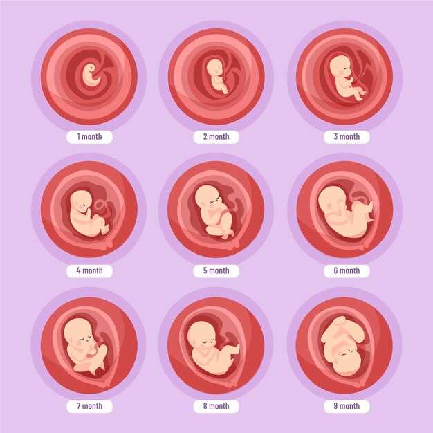 Образование органов и систем: что происходит в первые 8 недель