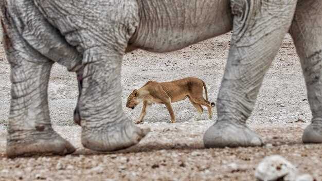 Как определить начало и конец беременности слона