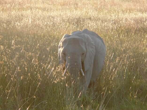 Факторы, влияющие на продолжительность беременности