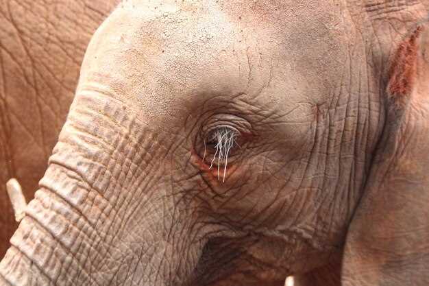 Распознание признаков наступления родов у слона