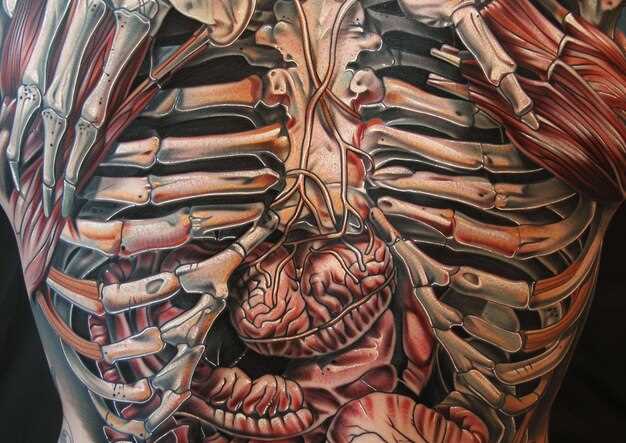 Структура рёбер: сколько и какие рёбра присутствуют у мужчин