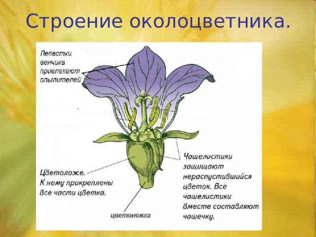 Моноцитные