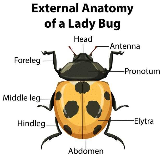 Образы и символика большого жука во сне: практическое толкование