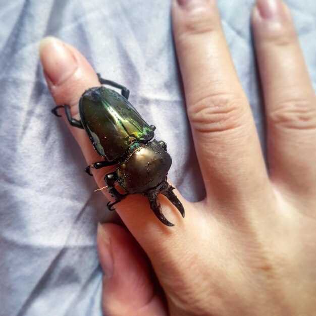 Конкретные ситуации с большим жуком и их психологический смысл