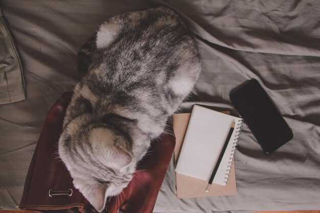 Рассказ о ситуации с серой кошкой: как отражаются текущие события