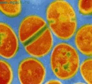 Когда необходимо обратиться к врачу по поводу микробов в анализе?