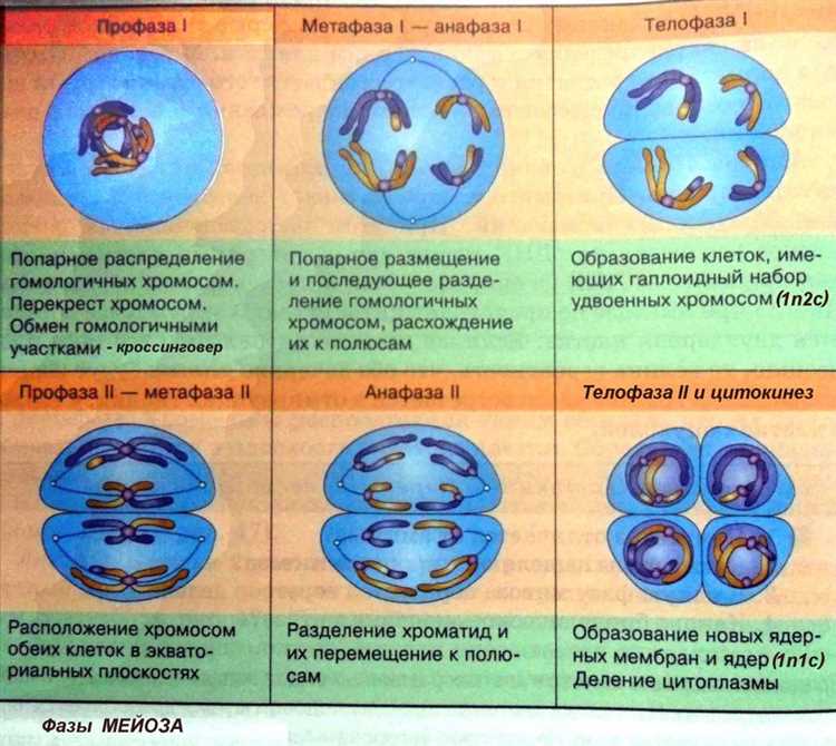 Краткая история открытия стадии меиоза и описания его фаз