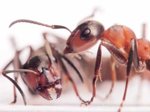 Загадка силы муравья - легко ли быть муравьем?