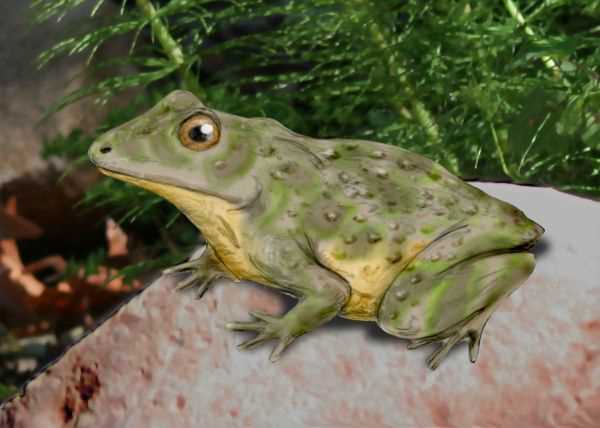 Метаморфоз земноводных - влияние на развитие личинок