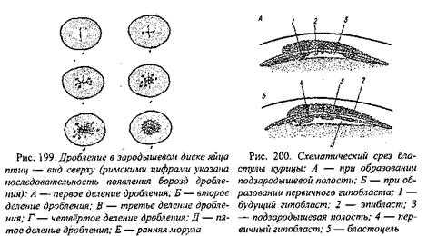 Основные стадии развития зародыша - характеристика и ранние этапы