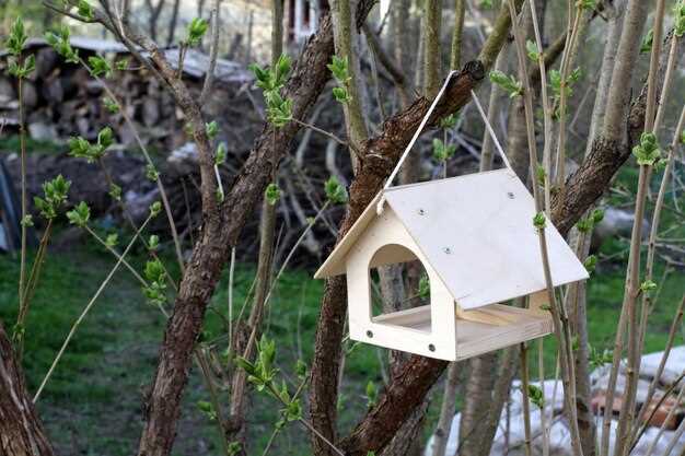 Идеи изготовления кормушек для птиц в детском саду из подручных материалов своими руками