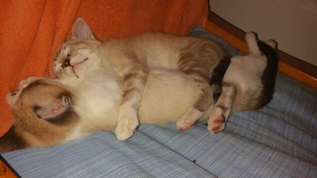 Сон о кошке с котятами - значение и интерпретация для вашего подсознания