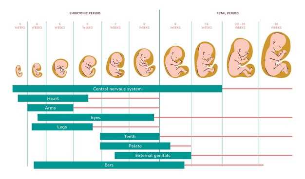 На какой неделе ребенка начинают переворачивать и как проходят основные этапы его развития