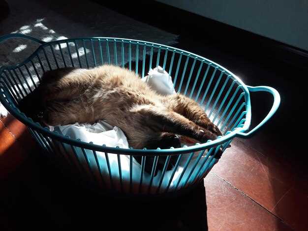 Толкование снов о кошках и котятах значение символов и скрытых смыслов